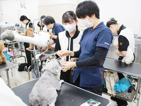 ２年生、お客様犬のトリミング！